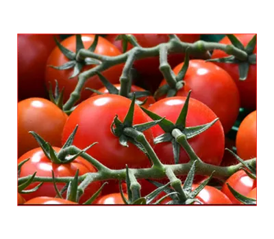 Solanum lycopersicum 'Montfavet'