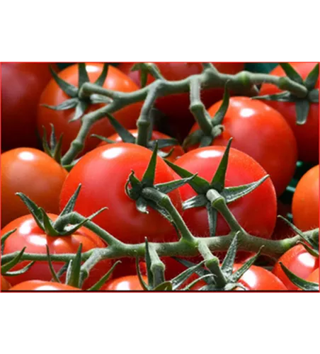 Solanum lycopersicum 'Montfavet'