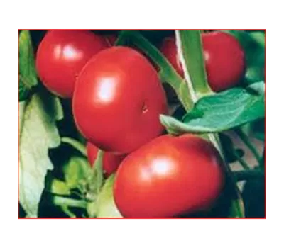 Solanum lycopersicum 'Zieglers Fleisch'