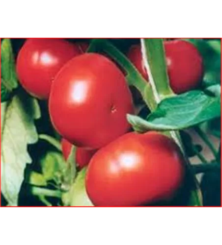 Solanum lycopersicum 'Zieglers Fleisch'