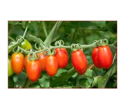 Solanum lycopersicum Valito