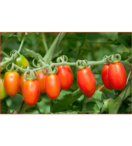 Solanum lycopersicum Valito