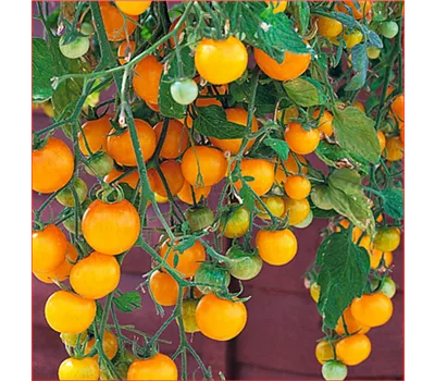 Solanum lycopersicum, hängend gelb