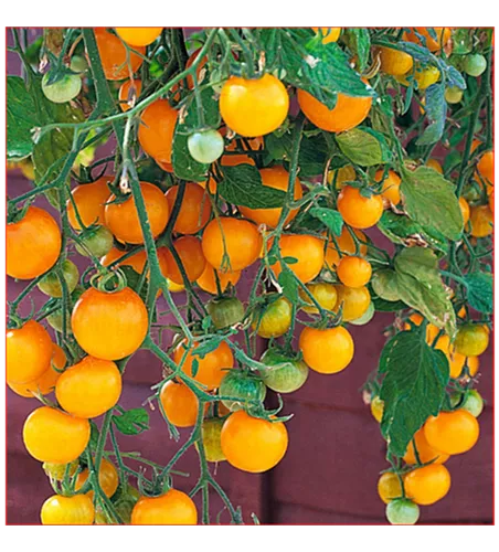 Solanum lycopersicum, hängend gelb