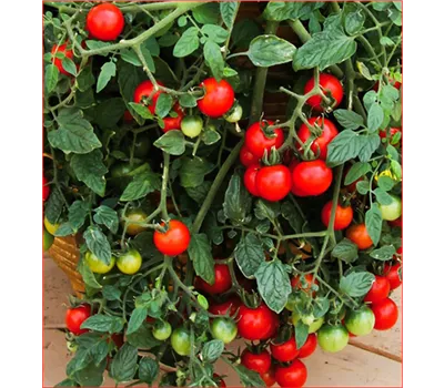 Solanum lycopersicum, hängend rot