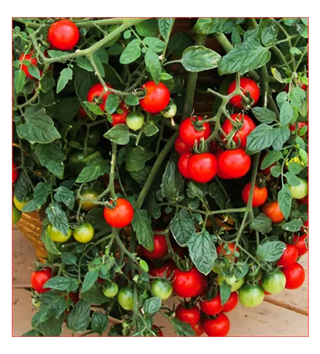 Solanum lycopersicum, hängend rot