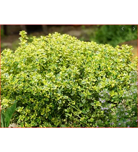 Thymus x citriodorus