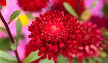 Callistephus chinensis 'Roter Edelstein'