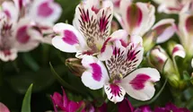 Alstroemeria 'Inticancha® White Pink Blush'