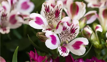 Alstroemeria 'Inticancha® White Pink Blush'