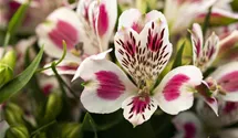 Alstroemeria 'Inticancha® White Pink Blush'
