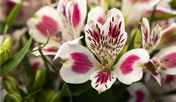 Alstroemeria 'Inticancha® White Pink Blush'