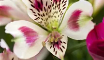 Alstroemeria 'Inticancha® White Pink Blush'