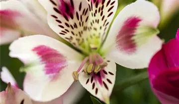 Alstroemeria 'Inticancha® White Pink Blush'