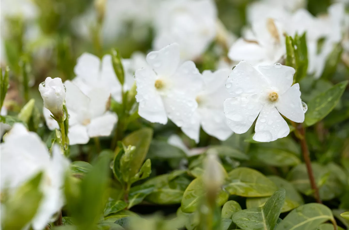 Das kleine Immergrün gehört zu den beliebten Stauden im Frühling