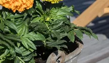 Tagetes erecta 'Antigua Orange'