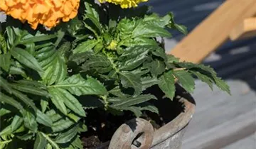 Tagetes erecta 'Antigua Orange'
