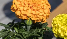 Tagetes erecta 'Antigua Orange'