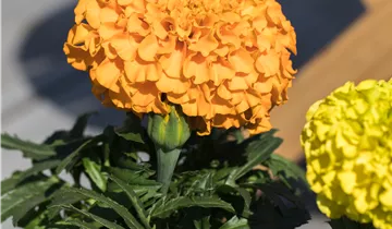 Tagetes erecta 'Antigua Orange'
