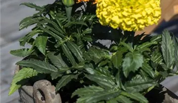 Tagetes erecta 'Antigua Orange'