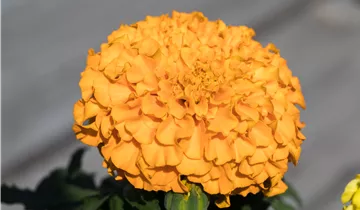 Tagetes erecta 'Antigua Orange'