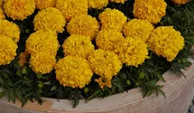 Tagetes erecta 'Antigua Orange'