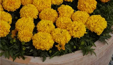 Tagetes erecta 'Antigua Orange'