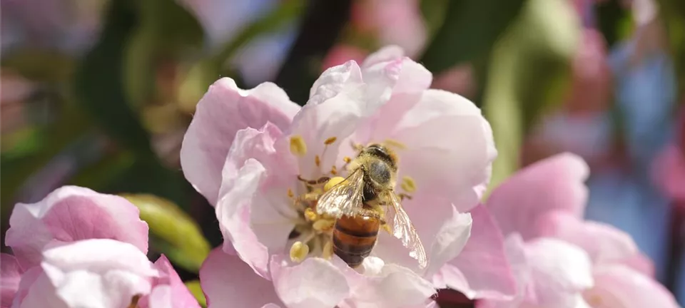 Bienenpflanzen im Frühling