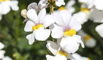 Nemesia fruticans Mareto® 'White'