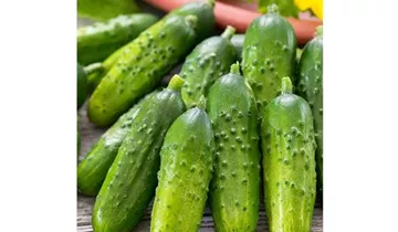 Cucumis sativus 'Conny F1'