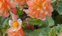 Begonia x tuberhybrida 'Illumination® Apricot'