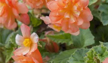 Begonia x tuberhybrida 'Illumination® Apricot'
