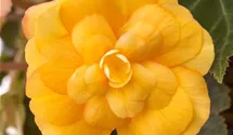 Begonia x tuberhybrida 'Illumination® Apricot'