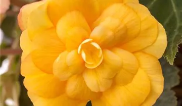 Begonia x tuberhybrida 'Illumination® Apricot'