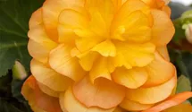 Begonia x tuberhybrida 'Illumination® Apricot'