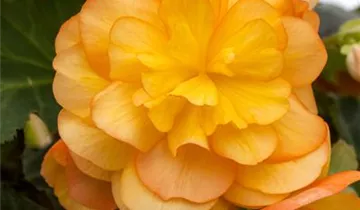 Begonia x tuberhybrida 'Illumination® Apricot'
