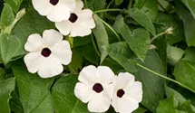 Thunbergia alata 'Sunny Susy® White Halo'(s)