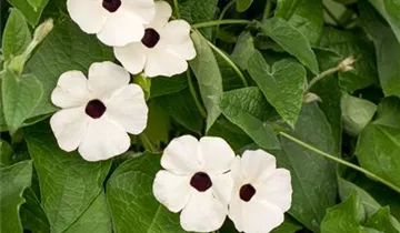 Thunbergia alata 'Sunny Susy® White Halo'(s)