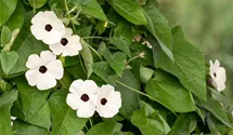 Thunbergia alata 'Sunny Susy® White Halo'(s)