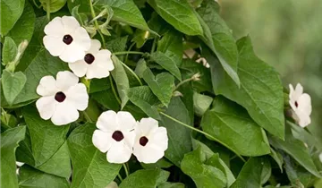 Thunbergia alata 'Sunny Susy® White Halo'(s)