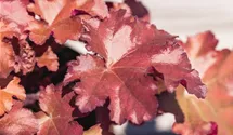 Heuchera Little Cuties 'Blondie'