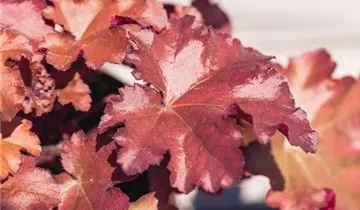 Heuchera Little Cuties 'Blondie'