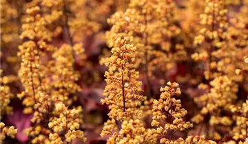 Heuchera Little Cuties 'Blondie'