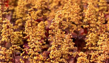 Heuchera Little Cuties 'Blondie'