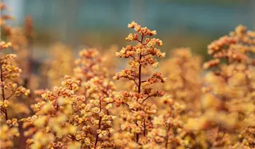 Heuchera Little Cuties 'Blondie'