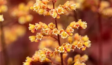 Heuchera Little Cuties 'Blondie'