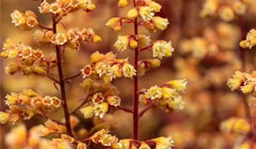 Heuchera Little Cuties 'Blondie'