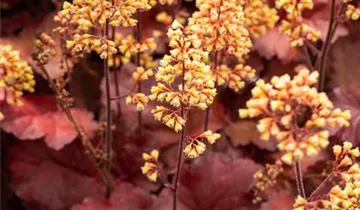 Heuchera Little Cuties 'Blondie'