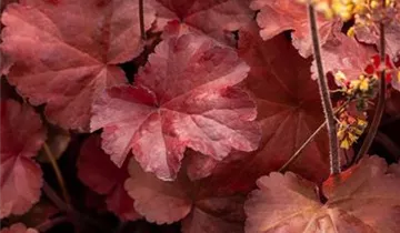 Heuchera Little Cuties 'Blondie'