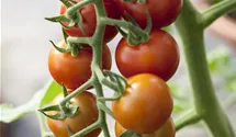Solanum lycopersicum var. cerasiforme 'Philovita F1'